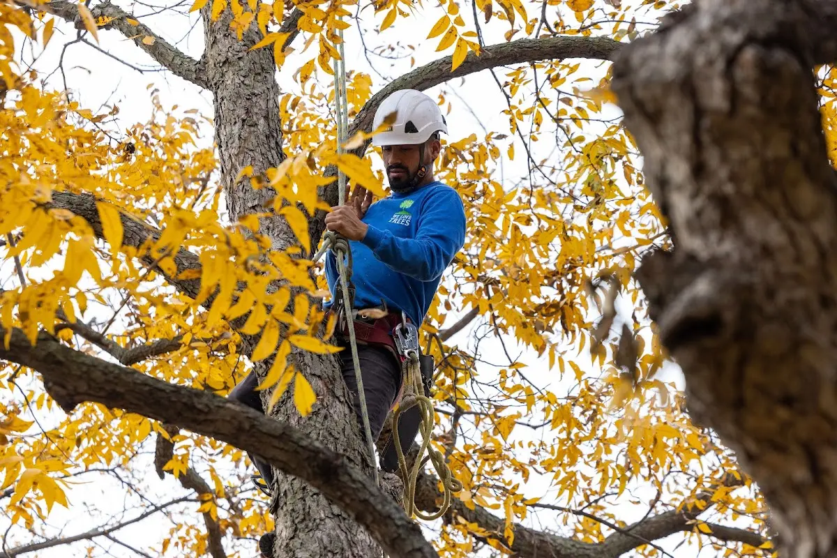 Skilled Tree Planting crew working in Deer Park